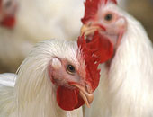 إعدام 500 دجاجة مصابة بأنفلونزا الطيور فى الإسماعيلية