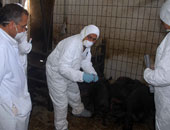 موجز المحافظات.. وفاة أول حالة بأنفلونزا الخنازير بدمنهور