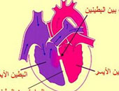 أمراض القلب الوباء القادم لمصر وتتسبب فى 47% من حالات الوفاة