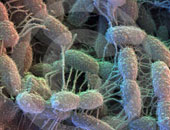 اكتشاف فصيل بكتيريا معوية آكل للخميرة يمكن استخدامه فى علاج الأمراض