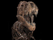 باحثون بريطانيون يعثرون على عظام ديناصور من فصيلة تى ركس