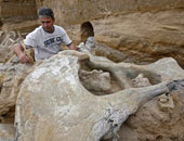 اكتشاف حفريات كائن أسطورى افترس الديناصورات فى صحراء المغرب
