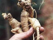 هل نبات الجينسينج مفيد لمرضى السكر؟