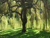 اكتشاف منجم ذهب فى شجرة "كينا" بأستراليا