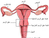 طبيب نسا: 20% من حالات الإجهاض المتكرر بسبب عيوب تشريحية فى الرحم