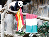 الباندا "لين هوى" تتنبأ بفوز أسبانيا على إيطاليا