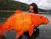 أكبر سمكة ذهبية وزنها 13 كيلو جرامًا