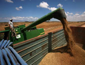 مصر تشترى 235 ألف طن من القمح من فرنسا وأوكرانيا
