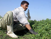 الائتمان الزراعى: قروض المقطورات فى النيابة الإدارية