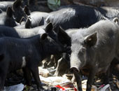 دراسة: مربو الخنازير أكثر عرضة للإصابة ببكتيريا مقاومة العقاقير