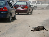 انفرادات بالصور على موقع «اليوم السابع»