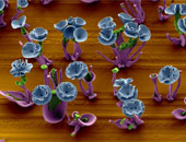 "شوف الزهور واتعلم" تكنولوجيا النانو تدخل زراعة التيوليب.. قطع فنية جديدة وكريستالات ملونة لـ"الورود" تخرج من أملاح الباريوم وسيليكات الصوديوم