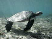 السلاحف البحرية معرضة للانقراض لارتفاع التلوث بمادة البلاستيك