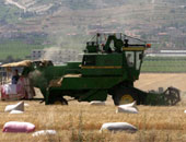 "الزراعة": 3150 حقلا إرشاديا للمحاصيل الصيفية بالمحافظات لزيادة الإنتاجية