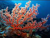 5 عوامل تؤثر على تشكيل أنواع الشعاب المرجانية.. تعرف عليها