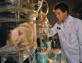 دراسة أمريكية: الخلايا الجذعية نجحت فى علاج الفئران من مرض السكر