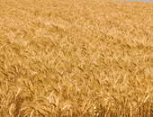 مصر تشترى 60 ألف طن من القمح الفرنسى