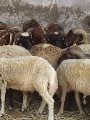 أضاحى - أرشيفية أضاحى - أرشيفية