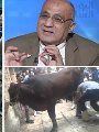 الدكتور سامى طه نقيب البيطريين السابق - الذبح خارج السلخانة تحذير كل عيد والاستجابة ضعيفة الدكتور سامى طه نقيب البيطريين السابق - الذبح خارج السلخانة تحذير كل عيد والاستجابة ضعيفة