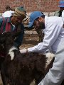 " الزراعة " تطرق الأبواب بحثا عن الحمى القلاعية بقرى المحافظات " الزراعة " تطرق الأبواب بحثا عن الحمى القلاعية بقرى المحافظات