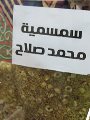 حلوى المولد حلوى المولد