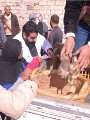 التفاصيل الكاملة لقرض الـ20 بطة بالبحيرة.. توزيع 1700 بطة كقرض لعدد 85 أسرة بالقرى الأكثر احتياجا تحت شعار "قرية بحراوية منتجة".. والمحافظ: المشروع يستهدف تحقيق التنمية ورفع مستوى محدودى الدخل وضبط أسعار الطيور التفاصيل الكاملة لقرض الـ20 بطة بالبحيرة.. توزيع 1700 بطة كقرض لعدد 85 أسرة بالقرى الأكثر احتياجا تحت شعار "قرية بحراوية منتجة".. والمحافظ: المشروع يستهدف تحقيق التنمية ورفع مستوى محدودى الدخل وضبط أسعار الطيور