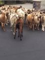 "حيوانات تتحدى إجراءات "كورونا".. قطيع من الماعز يكسر سياج ويتجول بشوارع كاليفورنيا.. نعامة تتنزه بحدائق سيدنى وسط إغلاق استراليا.. ثعالب تسرق الصحف من أمام المنازل البريطانية.. والأسود الجبلية تسيطر على تشيلى "حيوانات تتحدى إجراءات "كورونا".. قطيع من الماعز يكسر سياج ويتجول بشوارع كاليفورنيا.. نعامة تتنزه بحدائق سيدنى وسط إغلاق استراليا.. ثعالب تسرق الصحف من أمام المنازل البريطانية.. والأسود الجبلية تسيطر على تشيلى