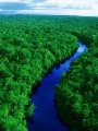 غابات الأمازون وخطة إنقاذ 