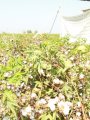 القطن المصري القطن المصري