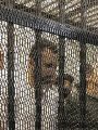 الحكم على قاتل نيرة أشرف بالإعدام