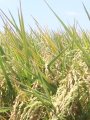 زراعة الأرز - أرشيفية