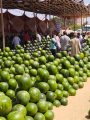 أهرامات البطيخ تزين سوق بنها العمومي
