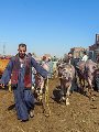 أضاحى العيد أضاحى العيد