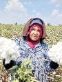 القطن المصري القطن المصري