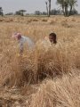 حصاد القمح حصاد القمح