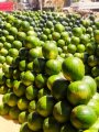 البطيح في بنها البطيح في بنها