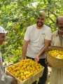 فرحة الحصاد بالمزارع فرحة الحصاد بالمزارع