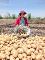 كارا اشهر اصناف البطاطس للتصدير كارا اشهر اصناف البطاطس للتصدير