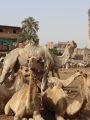 سوق الجمال