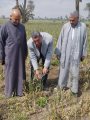 موسم حصاد الثوم