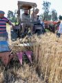 فرحة المزارعين بحصاد القمح