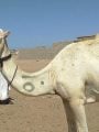 علامات تميز ملكية الجمال 