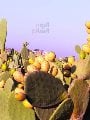 التين الشوكى