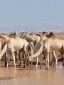 الجمال فى الصحراء الشرقية