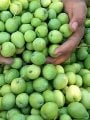 بدء حصاد ثمار الزيتون - مطروح - سيوة