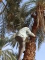 موسم حصاد البلح