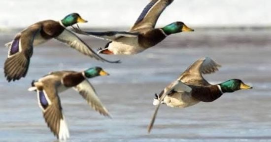 البرك الطبيعية بالشرقية محميات تستقبل الطيور المهاجرة وتدعم السياحة الداخلية