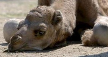 الحجر البيطرى بأسوان يستقبل 2400 جمل وارد من السودان