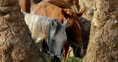 بالصور..حكاية عالم الخيول وسحر الغية.. يبدأ من 7 الصبح بوجبة الإفطار ثم الاستحمام وبعدها كل حصان إلى مهمته..الخيال يرافق الجمال والرقص والحواجز وفسحة للزبائن.. والغية تسحر العاملين وتخطف الأطفال مبكرا