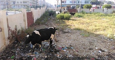 صحافة مواطن.. قارئ يرصد تحول مساكن العاملين بالبنوك بمصيف جمصة لحظيرة مواشى